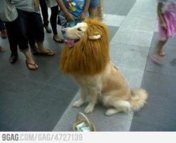 9gag:  Believe me.. I’m a Lion..!!! 