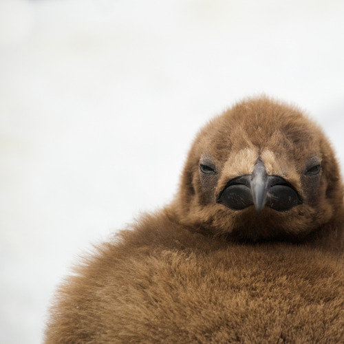 Little King Penguin (by dada-ism)