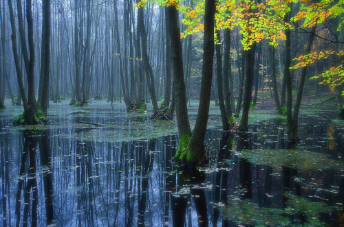 wonderingorbit:  Magic Forest by Dietrich Bojko Photographie 