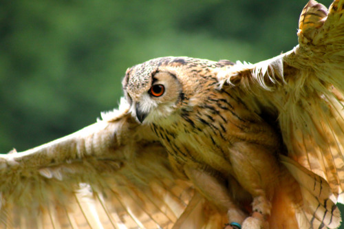 Bengal Eagle Owl (by S C photos)