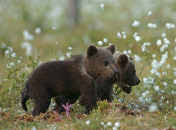 magicalnaturetour:  Adorable brown bear cubs