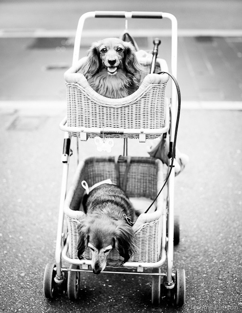 dowhattowhosedog:
“ Brothers - 兄弟 by Jérôme Pierson on Flickr.
”