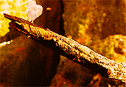 katelizabeth:  And it is said that the Princess returned to her father’s kingdom. That she reigned there with justice and a kind heart for many centuries. That she was loved by her people. And that she left behind small traces of her time on Earth,