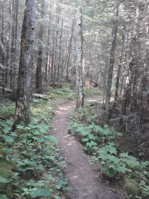 brianrbennett:  Backwoods trail on a cool day.