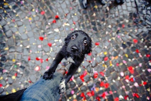 darylfranz:  構わずにはいられない見つめる犬の画像:ハムスター速報