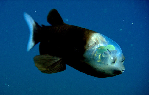 The Barreleye fish has a transparent shield that covers the top of its head, and its large green len