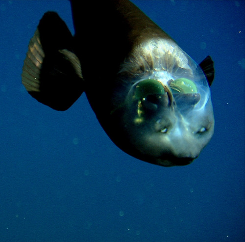 The Barreleye fish has a transparent shield that covers the top of its head, and its large green len
