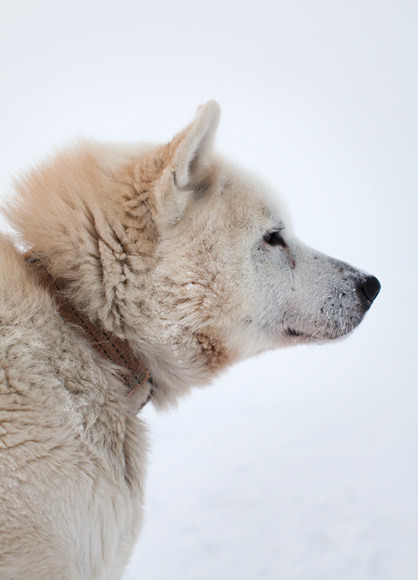 non-wolfdogs:  Greenland Dogs 