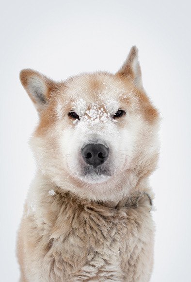 non-wolfdogs:  Greenland Dogs 
