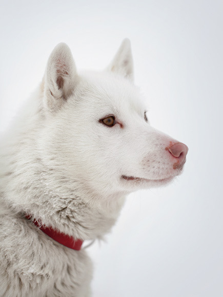 non-wolfdogs:  Greenland Dogs 