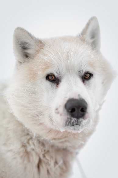 non-wolfdogs:  Greenland Dogs 
