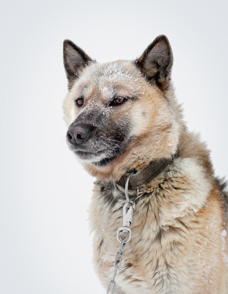 non-wolfdogs:  Greenland Dogs 
