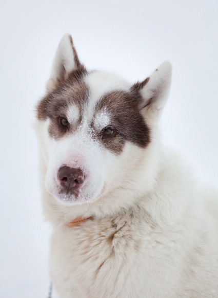 non-wolfdogs:  Greenland Dogs 