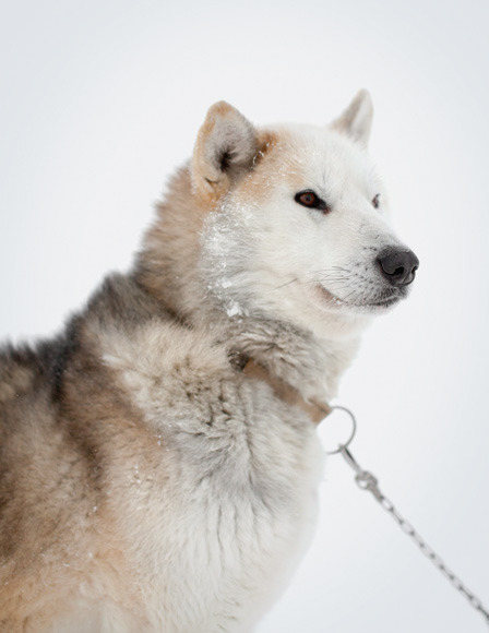 non-wolfdogs:  Greenland Dogs 