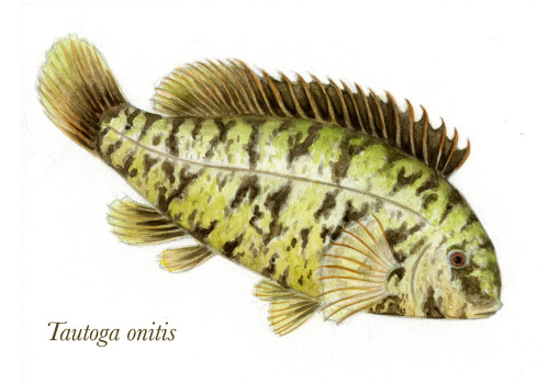 Latest addition to my portfolio: a Tautog, painted from a photo of a specimen that I dip-netted back