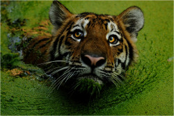llbwwb:  Swamp-Tiger by ~x-crossroad.For my Tiger Lovers ;)