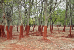  Perfect red line in a Hungarian forest marking