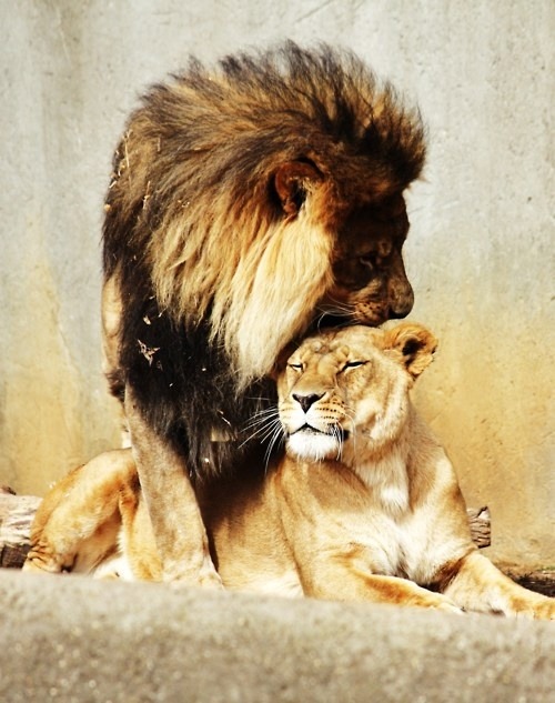 Simba &amp; Nala.  :c