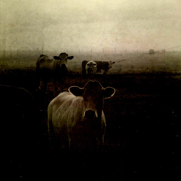 tetedecaboche:
“ les vaches ¬
“ linda vachon / tête de caboche
” ”