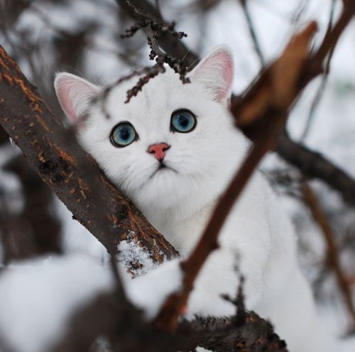 friendly-cat-blog:winter kitty cat