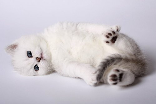 thecutestofthecute:This cat is 98% marshmallow and 2% squish 