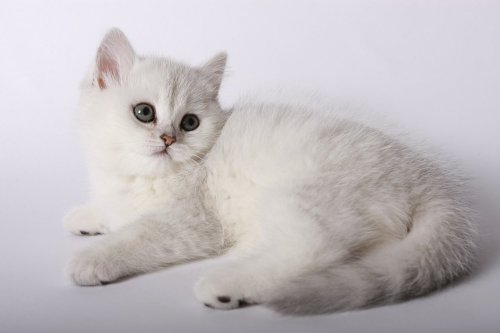 thecutestofthecute:This cat is 98% marshmallow and 2% squish 