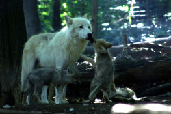 Neugdae:  Wolf Cubs 