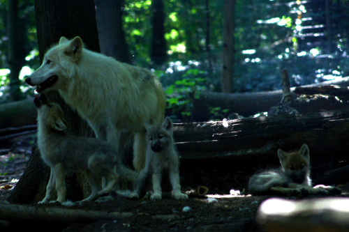 neugdae:  Wolf Cubs 