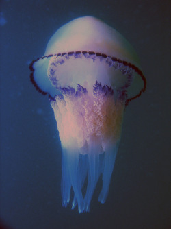 a different kind of beauty