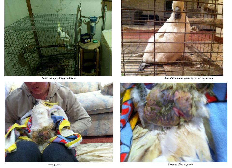 “ Doc Needs Your Help! via Parrot Rescue Centre
Doc is a 30 year old Female Sulphur Crested cockatoo.
Doc was surrendered to the PRC on Friday the 6th July and is currently being taken care of by one of our dedicated Foster carer’s Christine Day....