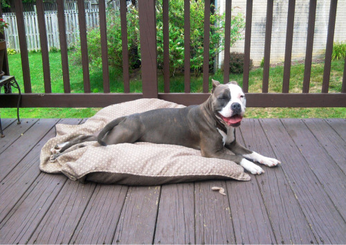 overflowing:  Creatures of habit Each morning on my day off, I make a cup of coffee and sit on the back deck with a book for a bit while I wake up. When Harlow hears the clang of the spoon in my mug stirring coffee, she runs for the back door. I drag