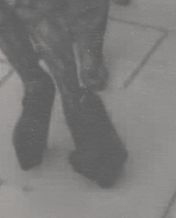 0hmygaga:  lady gaga + high heels 