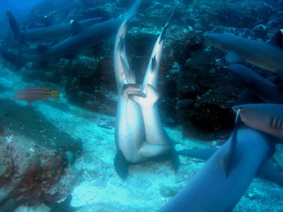 Shark porn
White-tip reef sharks having at it! Not to be pervy or anything but…check out his claspers!