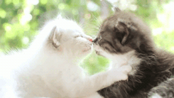 rraaaarrl:  kitten kisses [x]  mira @AdorableBipolar