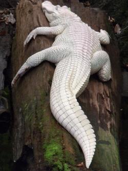 bootylicious-buggy:  happylamb:  ecdysozoa:  I kind of love chubby alligators, they’re just so adorable  i was just sunbathing on a log and the camera turned on i am not a model  Paint me like one of your French girls. 