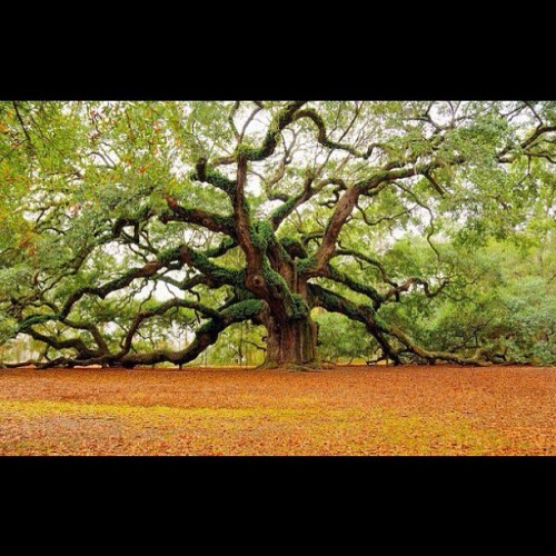 Old ass tree in SC. #nature #instaphoto  (Taken with Instagram)