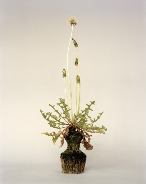 therhumboogie:By Diana Scherer, inspired by seventeenth-century botanical encyclopaedias, where