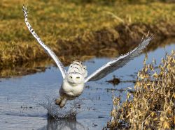 theanimalblog:  Snowy Owl by Vince Maidens