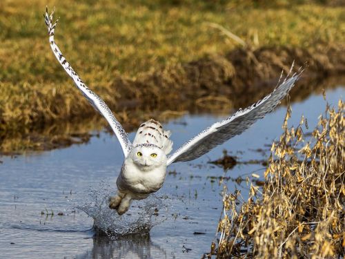 theanimalblog:  Snowy Owl by Vince Maidens adult photos