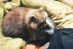 deadxend:  rvndy:  mentalstretch:  emptycells:  becomingxdeath:  Raccoon loves a