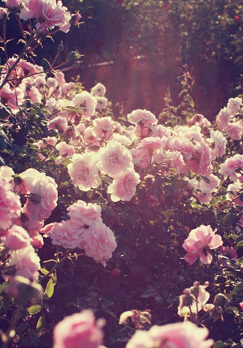 Jess Forget Me