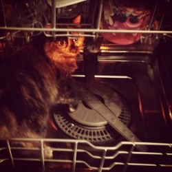 twall0415:  Crazy kitty in the dishwasher. (Taken with Instagram) 