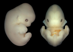 Bat Embryo. The most precious thing