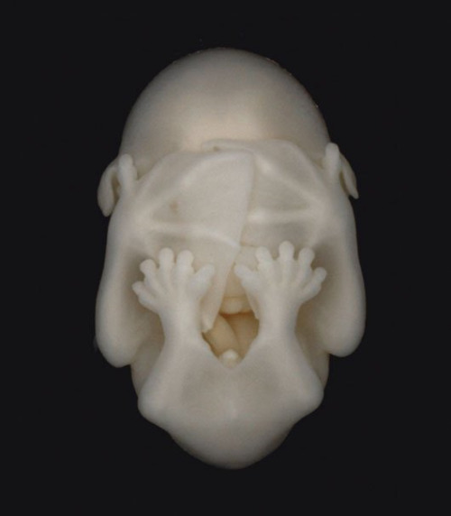 diablosita:  Bat Embryo. The most precious thing 