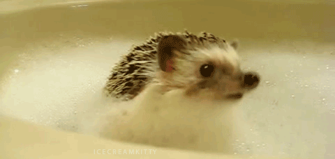 hipsical:  I’m not even kidding when I say I want a pet hedgehog just look at these