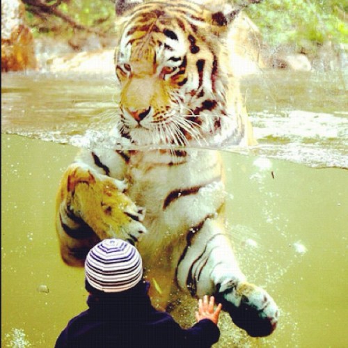 That glass is saving your ass little boy! #animals #zoo #DopePicture (Taken with Instagram)