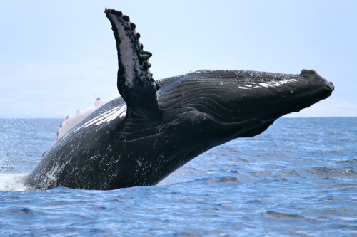A humpback whale breaches between the islands of Maui and Lānaʻi in Hawaii, USA. February 2011 by Gemma Macfarlane