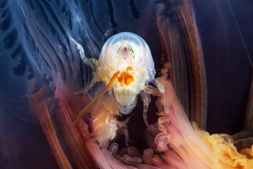 expose-the-light:Astonishing Arctic Sea Creatures by Alexander Semenov