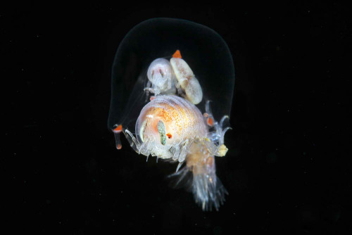 expose-the-light:Astonishing Arctic Sea Creatures by Alexander Semenov