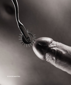 flyindabyrd:  Such a hard cock…such a prickly wheel…Hold on to him tightly when you do this because he will most definitely jerk and try to escape you…